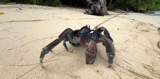 Kepiting Darat Terbesar di Dunia | Papua – Supiori (Kepiting Kelapa) KEPITING DARAT TERBESAR DI DUNIA | PAPUA - SUPIORI (KEPITING KELAPA)