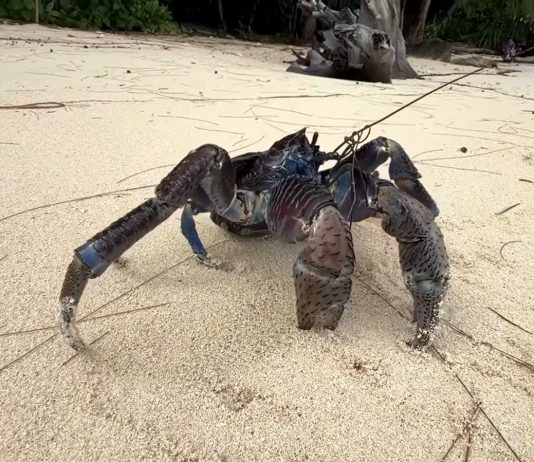 Kepiting Darat Terbesar di Dunia | Papua – Supiori (Kepiting Kelapa) KEPITING DARAT TERBESAR DI DUNIA | PAPUA - SUPIORI (KEPITING KELAPA)